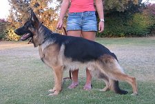 Giovanni von Salerno