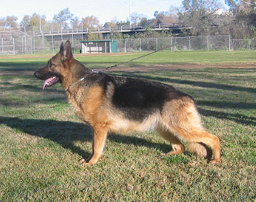 Ika von Salerno, SchH1, a normal