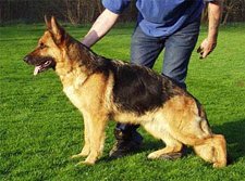 VA Superioue's Joyce, BHP1 SUCH SSV