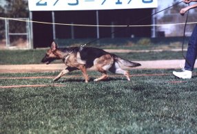 Meggy vom Lundborg-land