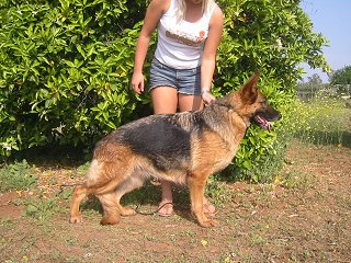 V Raischa von der Wolfsmatte, IP01 KKL1