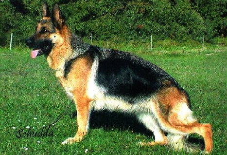 V Zambi von Tronje, SchH1, KKL1 a normal