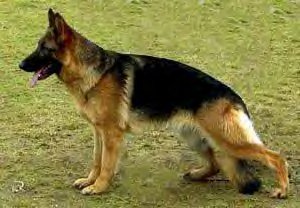 V Milli vom Lachenerweg, SchH1, KKL1 Life, a normal