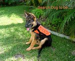 Kaazam von Salerno, Search and Rescue in training.