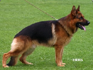 VA1 Superioue's Zathan, BHP3, KKL1 the WDA North American Sieger owned by Hakan Akesson and Rachelle Salerno